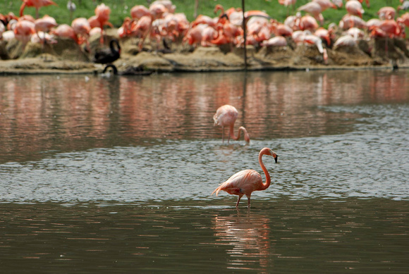 Pink flamingo - Flamand rose