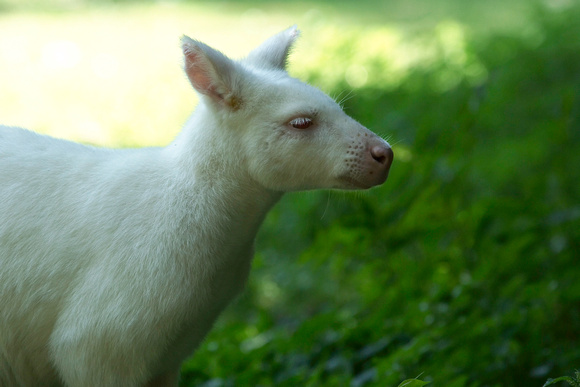 Albino kangaroo - Kangourou albinos