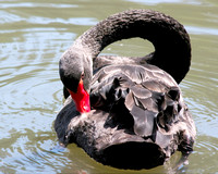 Black swan and cygnets - Cygne noir et ses petits