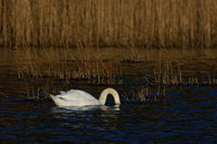 Swan - Cygne