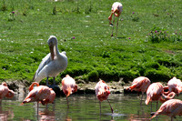 Greater flamingo and Pelican - Flamants rose et Pélican