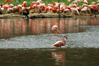 Pink flamingo - Flamand rose