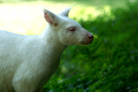 Albino kangaroo - Kangourou albinos