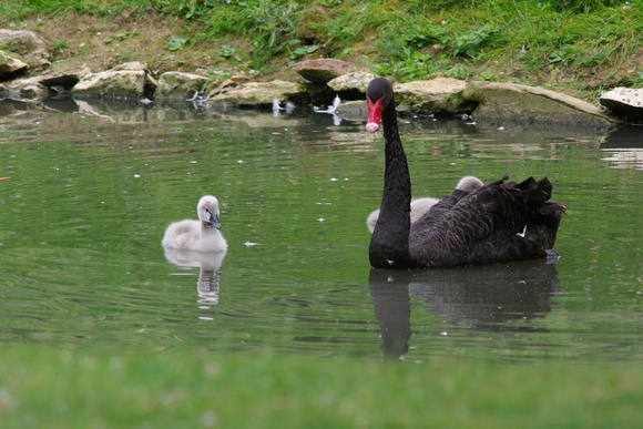 Black swan and cygnets - Cygne noir et ses petits