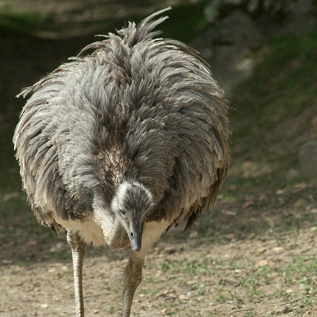 Ostrich - Autruche