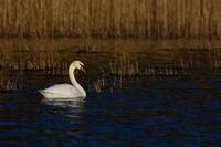 Swan - Cygne