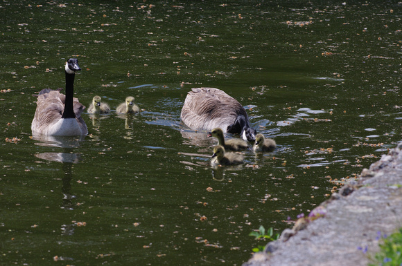 Goose family - Famille d'oies
