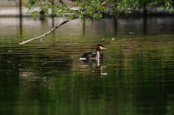 Grebe and chicks - Grèbe et poussins
