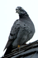 20120427 - Deauville - 04 - Pigeon