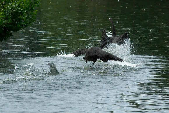 Black swans's takeoff - L'envol des cygnes noirs