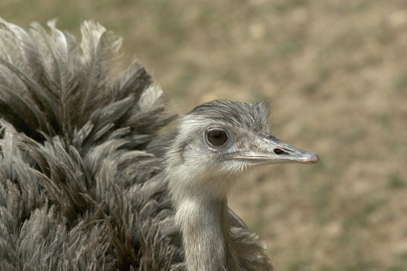 Ostrich - Autruche