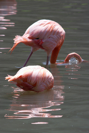 Greater flamingo - Flamants rose