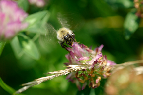 Flight of the bumblebee - Le vol du bourdon