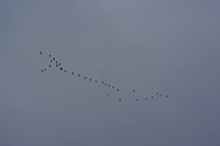Cranes' signs - Signes des grues