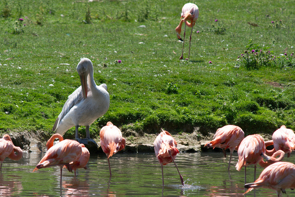 Greater flamingo and Pelican - Flamants rose et Pélican