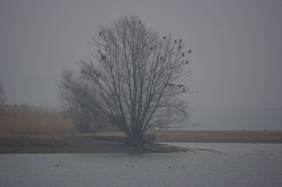 Cormorants in a tree - Cormorans dans un arbre