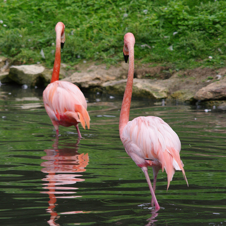 Greater flamingo - Flamants rose