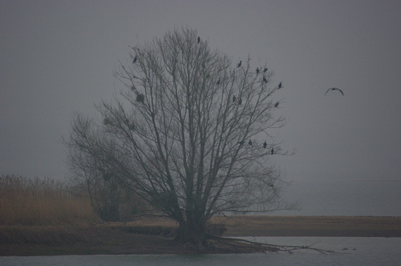 Cormorants in a tree - Cormorans dans un arbre