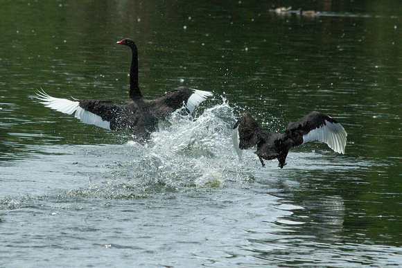 Black swans's takeoff - L'envol des cygnes noirs