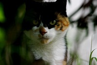 Macavity: The Mystery Cat